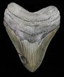 Serrated, Megalodon Tooth - Georgia #72797-1